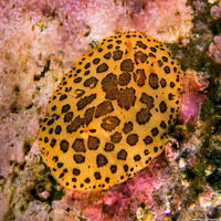 Peltodoris mullineri (Mulliner's Dorid)