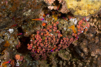 Lythrypnus dalli (Bluebanded Goby)