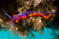 Flabellinopsis iodinea (Spanish Shawl)