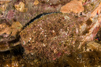 Haliotis corrugata (Pink Abalone)