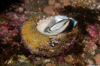 Megastraea undosa (Wavy Turban Snail)