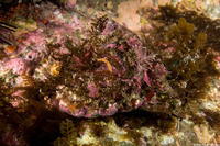 Megastraea undosa (Wavy Turban Snail)