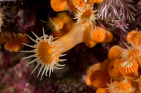 Epizoanthus scotinus (Yellow Zoanthid)
