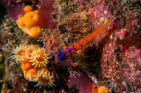 Lythrypnus dalli (Bluebanded Goby)