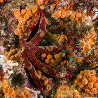 Linckia columbiae (Fragile Star)