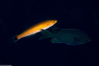 Oxyjulis californica (Señorita)