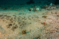 Squatina californica (Angel Shark)