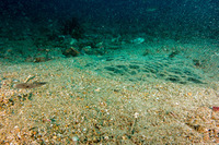 Squatina californica (Angel Shark)