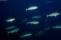 Seriola lalandi (Yellowtail Jack)