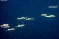 Trachurus symmetricus (Jack Mackerel)