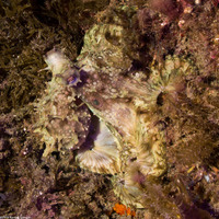 Octopus bimaculatus (Two-Spot Octopus)