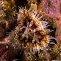 Urticina mcpeaki (McPeak's Urticina)