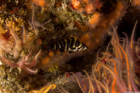 Sebastes serriceps (Treefish)