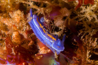 Felimare porterae (Porter's Chromodorid)