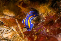 Felimare porterae (Porter's Chromodorid)