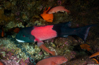 Semicossyphus pulcher (California Sheephead)