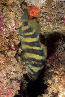 Sebastes serriceps (Treefish)