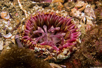 Urticina mcpeaki (McPeak's Urticina)