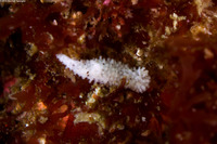Aegires albopunctatus (Salt-and-Pepper Dorid)