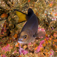 Embiotoca lateralis (Striped Seaperch)