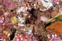 Lythrypnus zebra (Zebra Goby)