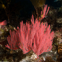 Leptogorgia chilensis (Red Gorgonian)