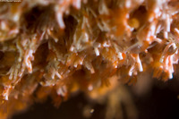 Salmacina tribranchiata (Fragile Tube Worm)