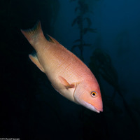 Semicossyphus pulcher (California Sheephead)