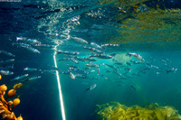 Atherinops affinis (Topsmelt)