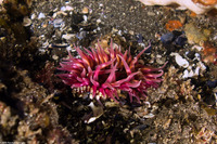 Urticina mcpeaki (McPeak's Urticina)