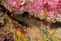 Gymnothorax mordax (California Moray)