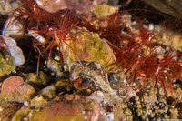 Haigiopagurus diegensis (San Diego Hermit Crab)