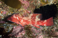 Semicossyphus pulcher (California Sheephead)