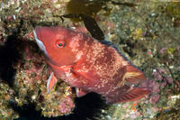Semicossyphus pulcher (California Sheephead)