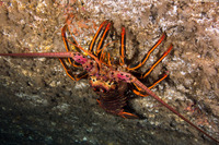 Panulirus interruptus (California Spiny Lobster)