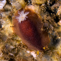 Doriopsilla albopunctata (White-Spotted Dorid)