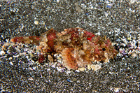 Scorpaena guttata (California Scorpionfish)