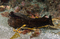 Aplysia vaccaria (Black Sea Hare)