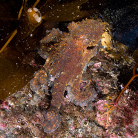 Octopus bimaculatus (Two-Spot Octopus)