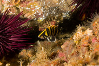 Sebastes serriceps (Treefish)