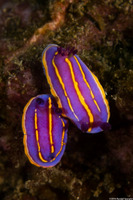Felimida macfarlandi (MacFarland's Chromodorid)
