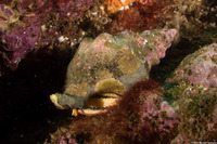 Kelletia kelletii (Kellet's Whelk)