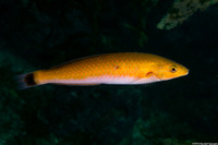 Oxyjulis californica (Señorita)