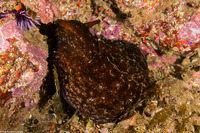 Aplysia vaccaria (Black Sea Hare)