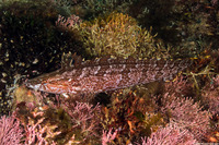 Heterostichus rostratus (Giant Kelpfish)