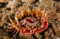 Urticina mcpeaki (McPeak's Urticina)