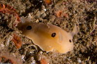 Diaulula sandiegensis (San Diego Dorid)