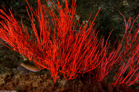 Leptogorgia chilensis (Red Gorgonian)