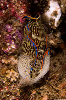 Navanax inermis (Navanax)