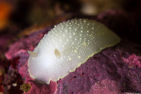 Cadlina luteomarginata (Yellow Margin Cadlina)